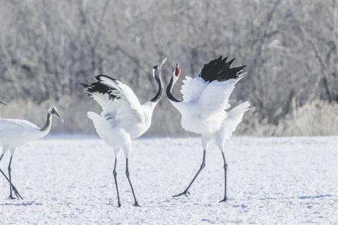 阿寒国際ツルセンター（丹頂鶴）